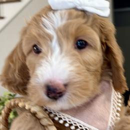 Goldendoodles and Poodles from Peachy Puppies