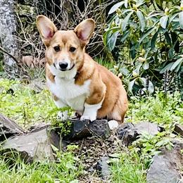 Doli - White and fawn male Pembroke Welsh Corgi puppy in Keizer, Oregon from Grit Phillips