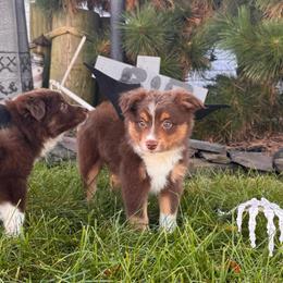Zinfandel - Red tri male Miniature Australian Shepherd puppy in Massapequa, New York from All That Auss Mini Aussies