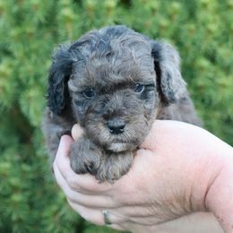 Ash (brown collar) - Merle male Schnoodle puppy in Mouth Of Wilson, Virginia from HoneyBunn Doodle Co.