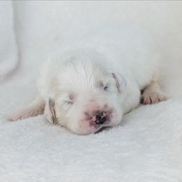 Black - White male Great Pyrenees puppy in Yakima, Washington from Naches Heights Ranch