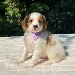 Misty OFA - Blenheim female Cavapoo puppy in Falmouth, Michigan from Dyer Lake Newfoundland’s