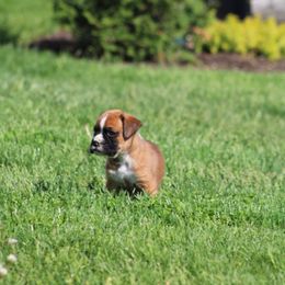 Brittany - Fawn Boxer puppy in Pennsylvania from Anthony's Boxers