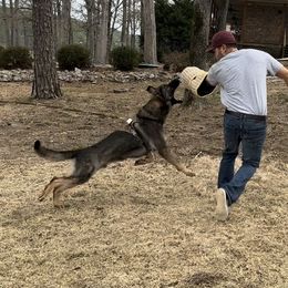 Axell - German Shepherd