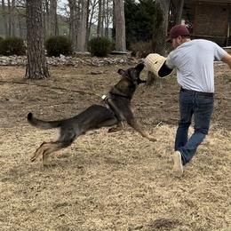 Axell - German Shepherd