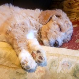 Goldendoodle Puppies from Magical Goldendoodles of Pioneer Valley, MA
