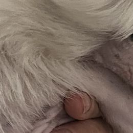Chinese Cresteds and Poodles from Your Majesty Kennel