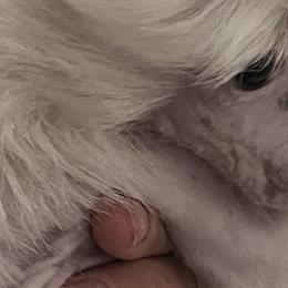 Chinese Cresteds and Poodles from Your Majesty Kennel