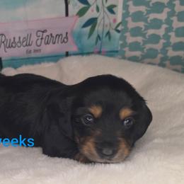 Toby - Black and tan male Dachshund puppy in Kempner, Texas from Russell Farms Dachshund