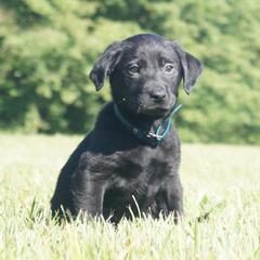 Mr. Green Collar Black Male - Black male Labrador Retriever puppy in Johnston, South Carolina from Dry Pond Retrievers, LLC