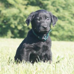 Mr. Green Collar Black Male - Black male Labrador Retriever puppy in Johnston, South Carolina from Dry Pond Retrievers, LLC