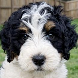 Bernedoodles, Bernese Mountain Dogs, Golden Mountain Dogs, and Golden Mountain Doodles from OlliePups, LLC
