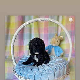 Goldendoodle Puppies from Our Darling Doodles