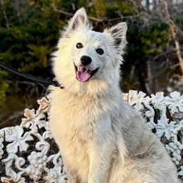 Seline - Wolf Silver Female - Pomsky