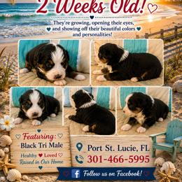Black tri male - Black tri male Miniature Australian Shepherd puppy in Port Saint Lucie, Florida from Charlene Brannon's Mini Australian Shepherds