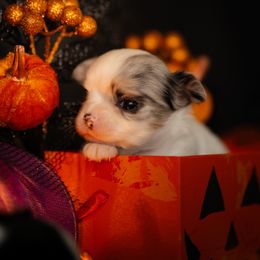 Chihuahua Puppies from Arizona Adventure Chihuahuas