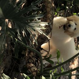 Poodle Puppies from Southern Standards