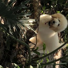 Poodle Puppies from Southern Standards