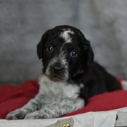 Girl 3 - Parti female Poodle puppy in Bauxite, Arkansas from Mountain Ridge Poodles