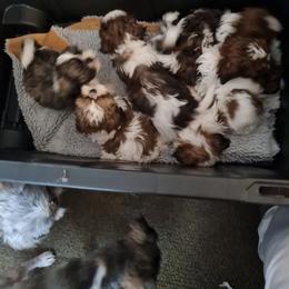 Boy 6 - Brindle and white male Shih Tzu puppy in Bethlehem, Pennsylvania from Cinnamon's Shih Tzus