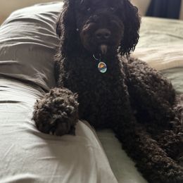 Bernedoodle and Cockapoo Puppies from Doodles of Joy