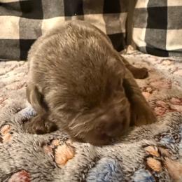 Pink- Silver - Silver female Dilute Retriever puppy in Marion, Illinois from Summer Lovin’ Labradors of Southern Illinois