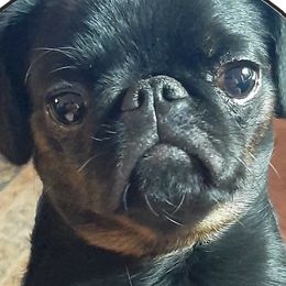 Brussels Griffons and Rottweilers from Amelyn Show Dogs