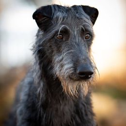 Scottish Deerhounds from Blue Moon Scottish Deerhounds