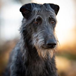 Scottish Deerhounds from Blue Moon Scottish Deerhounds