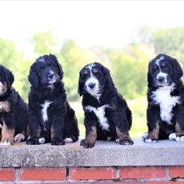Bernedoodle Puppies from Richardville Hunde