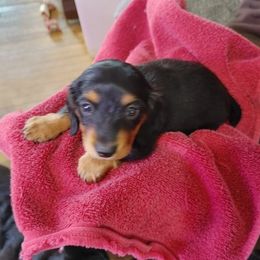 Dachshunds from Rose Jackson