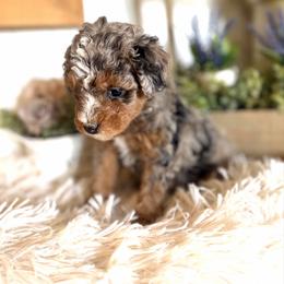 Chanelle lavender collar - Blue merle female Bernedoodle puppy in Saint Francis, Kansas from Land of Oz Doodles