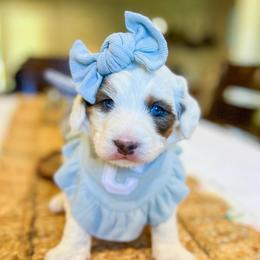 Dotty - Tri-color female Bernedoodle puppy in Sulphur, Louisiana from Curly Q’s Of Carlyss