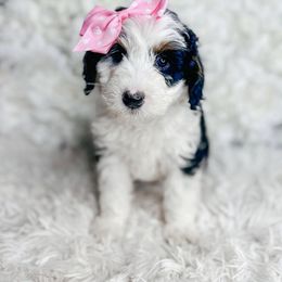 Bernedoodle, Cockapoo, and Goldendoodle Puppies from Danie’s Darling Doodles LLC