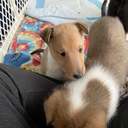 Collie Puppies from Vintage Collies