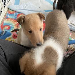 Collie Puppies from Vintage Collies