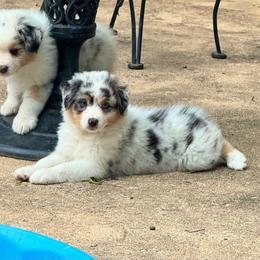 Girl 2 - Red tri-color female Australian Shepherd puppy in Dayton, Ohio from Willowlake Australian Shepherds