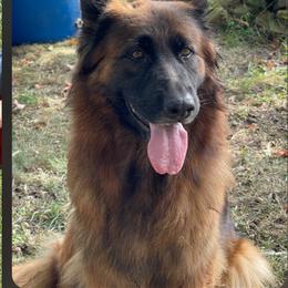 Adalia - German Shepherd