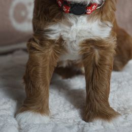 Valentino - Red male Labradoodle puppy in Fontana, California from Glory Labradoodle’s