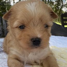 Honey - Chocolate tan and white female Biewer Terrier puppy in Bunnell, Florida from Royal Biewer and Royal Aussies