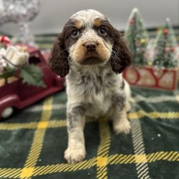Eve - Tri-Roan female English Springer Spaniel puppy in Rogers, Ohio from StoneyBrook Setters