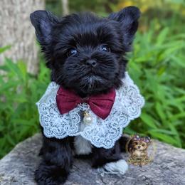Rare Korean Te Ka - female Companion Cross puppy in Barren Springs, Virginia from Seeking Shalom Acres Maltese, Maltipoos & Havamalts