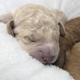 Tai - Cream male Goldendoodle puppy in Crawfordsville, Indiana from Winding Creek Ranch Doodles