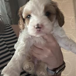 Tramp (brown collar) - Blenheim male Cavapoo puppy in Modesto, California from Molly n Friends