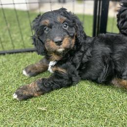 Aussiedoodle, Companion Cross, Poodle, and Yorkipoo Puppies from Teakwoodpoodleofsocal