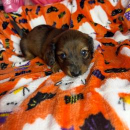 Larry - Dapple male Dachshund puppy in Lake City, Florida from My Ditzy Doxies of Florida