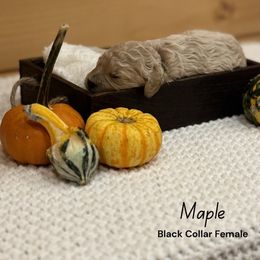 Girl 1 - Cream female Goldendoodle puppy in Voluntown, New York from Barnwood Doodles