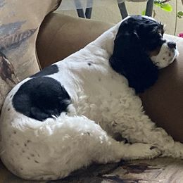 Zoey - Cocker Spaniel