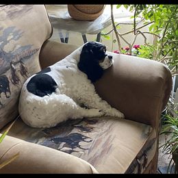 Zoey - Cocker Spaniel