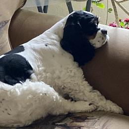 Zoey - Cocker Spaniel